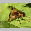 Volucella inflata - Gelbfleck-Waldschwebfliege w01.jpg